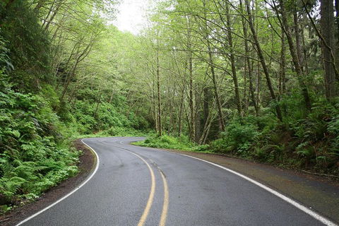 Cruise Ship Shore Excursion - Private Great Ocean Road Full Day Tour (12 Hour) - Accommodation Newcastle 3