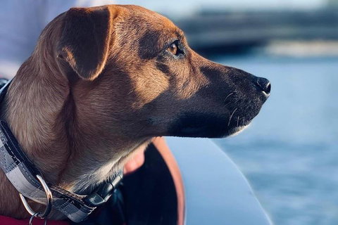 1.5-Hour Boat Rental In Melbourne - Accommodation Newcastle 0