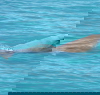 Snubfin Dolphin Eco Cruise from Broome - Accommodation Newcastle