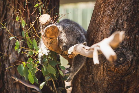 Phillip Island Medium Size Group Tour - Accommodation Newcastle 1