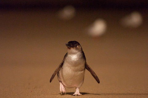 Phillip Island Medium Size Group Tour - Accommodation Newcastle 4