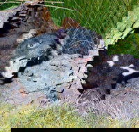 Private Blue Mountains Tour with Kangaroo and Koala Experience - Accommodation Newcastle