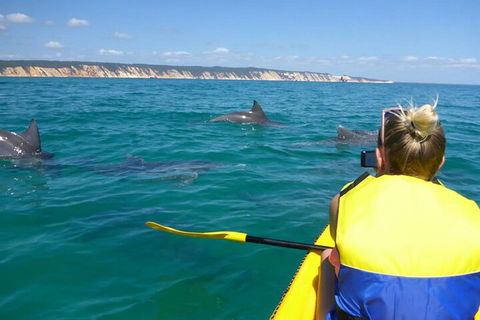 Kayak With Dolphins And 4WD Great Beach Drive Day Trip From Noosa - Accommodation Newcastle 1
