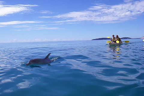 Kayak With Dolphins And 4WD Great Beach Drive Day Trip From Noosa - Accommodation Newcastle 2