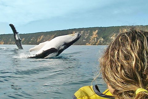 Kayak With Dolphins And 4WD Great Beach Drive Day Trip From Noosa - Accommodation Newcastle 3