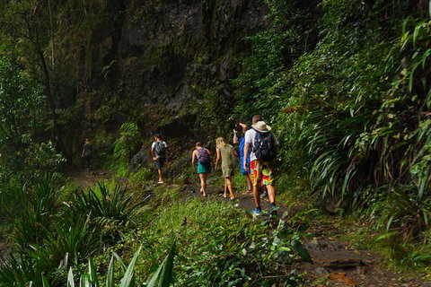 Glow Worms Private Tour - Nocturnal Rainforest Walk - Accommodation Newcastle 1
