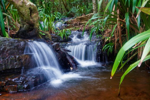 Glow Worms Private Tour - Nocturnal Rainforest Walk - Accommodation Newcastle 5