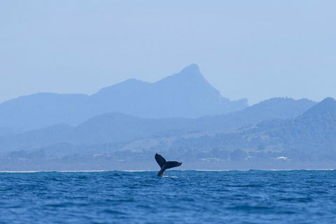 The Byron Bay Sea Kayak Tour - Accommodation Newcastle 0