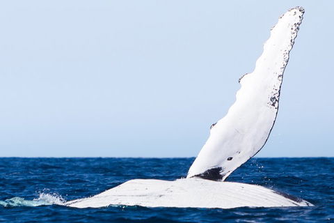2-Hour Guided Whale Watching Tour At Noosa - Accommodation Newcastle 0