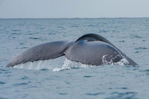 2-Hour Guided Whale Watching Tour At Noosa - Accommodation Newcastle 1