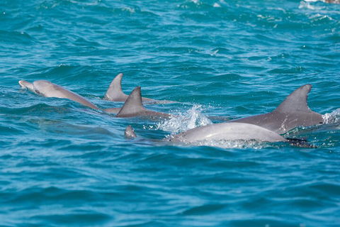 2-Hour Guided Whale Watching Tour At Noosa - Accommodation Newcastle 2