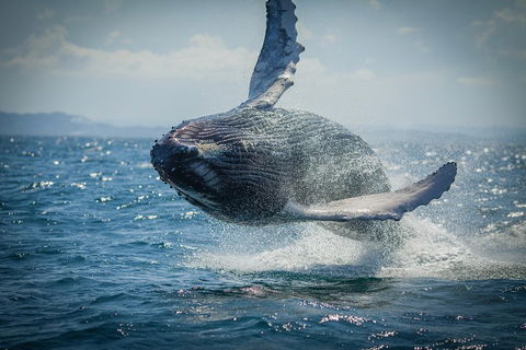 2-Hour Guided Whale Watching Tour At Noosa - Accommodation Newcastle 3