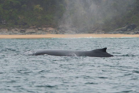 2-Hour Guided Whale Watching Tour At Noosa - Accommodation Newcastle 5