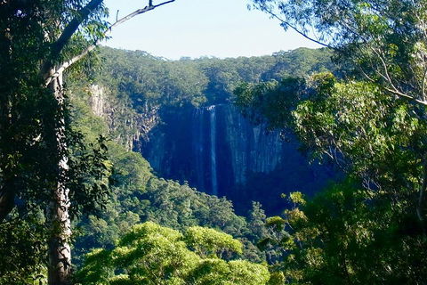 Byron Bay Hinterland Tour Including Rainforest Walk To Minyon Falls - Accommodation Newcastle 4