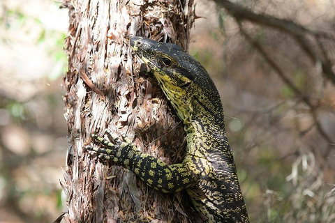 Byron Bay Combo: Hinterland Tour Including Minyon Falls And Kayaking With Dolphins - Accommodation Newcastle 0