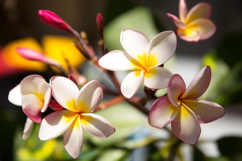 Byron Bay Combo: Hinterland Tour Including Minyon Falls And Kayaking With Dolphins - Accommodation Newcastle 1