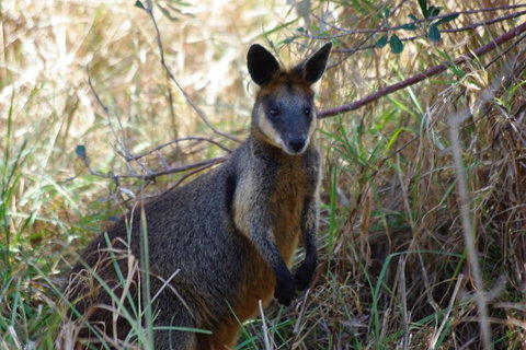 Byron Bay Combo: Hinterland Tour Including Minyon Falls And Kayaking With Dolphins - Accommodation Newcastle 2