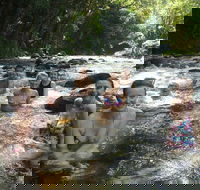 Daintree Rainforest Cape Tribulation Mossman Gorge Small-Group Day Tour - Accommodation Newcastle