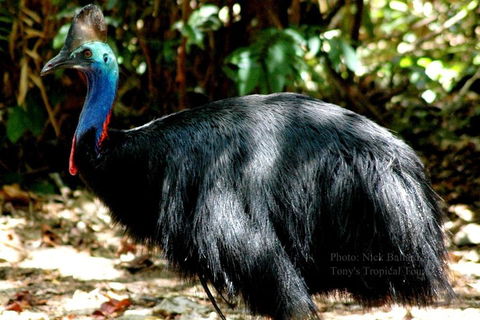 Daintree Rainforest, Cape Tribulation, Mossman Gorge Small-Group Day Tour - Accommodation Newcastle 3