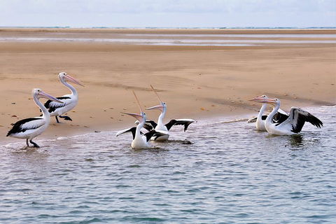 Town Of 1770 Afternoon Cruise - Accommodation Newcastle 4