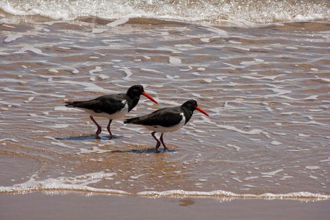 1770 Coastline Tour By LARC Amphibious Vehicle Including Picnic Lunch - Accommodation Newcastle 2