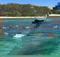 All Inclusive Dolphin and Tangalooma Wrecks Cruise - Accommodation Newcastle