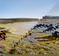 Kangaroo Island Personal Group Tours - Accommodation Newcastle