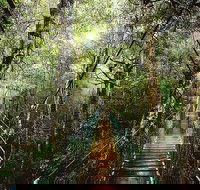 O'Reilly's  Lamington National Park from Gold Coast - Accommodation Newcastle