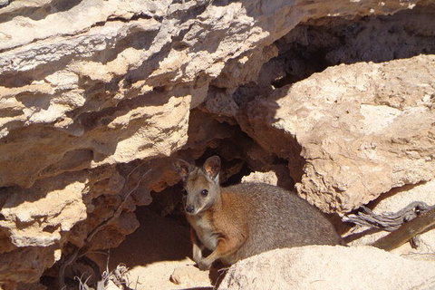 Shipwreck Special Full Day Tour Of The Abrolhos Islands - Accommodation Newcastle 4