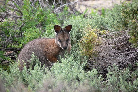 Pink Lake + Abrolhos Islands Nature Tour - Accommodation Newcastle 1