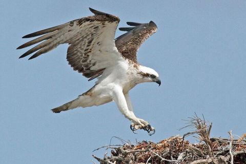 Pink Lake + Abrolhos Islands Nature Tour - Accommodation Newcastle 3