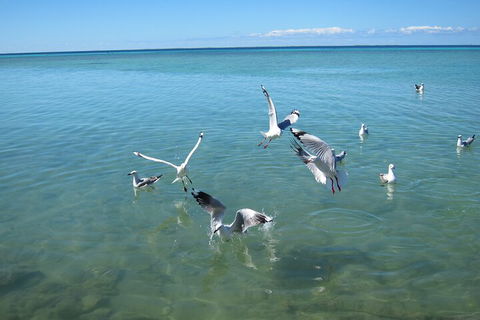 Pink Lake + Abrolhos Islands Nature Tour - Accommodation Newcastle 5