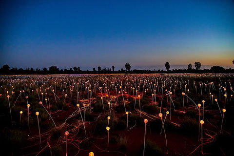 Uluru (Ayers Rock) Field Of Light Sunrise Tour - Accommodation Newcastle 4