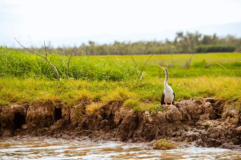 Darwin City Sights And Jumping Crocodile Cruise - Accommodation Newcastle 2