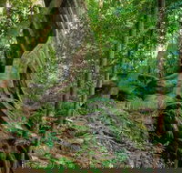 Private Daintree Mossman Gorge Exclusive Nature and Wildlife Focus - Accommodation Newcastle