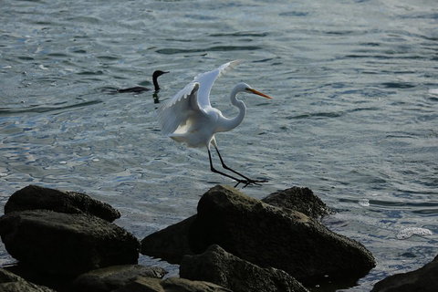 Kayak Tour In Adelaide Dolphin Sanctuary - Accommodation Newcastle 1
