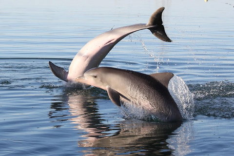 Kayak Tour In Adelaide Dolphin Sanctuary - Accommodation Newcastle 5