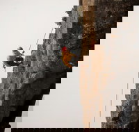 100 Metre Abseil Mount Wellington Hobart - Accommodation Newcastle