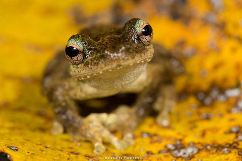 Daintree And Cape Tribulation Full Day Guided Tour - Accommodation Newcastle 0