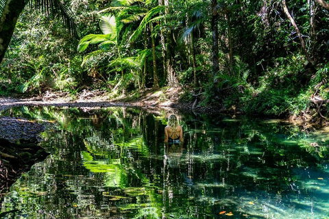 Daintree And Cape Tribulation Full Day Guided Tour - Accommodation Newcastle 1
