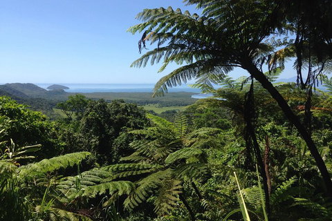 Daintree And Cape Tribulation Full Day Guided Tour - Accommodation Newcastle 2