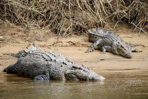 Daintree And Cape Tribulation Full Day Guided Tour - Accommodation Newcastle 3