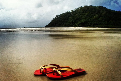 Daintree And Cape Tribulation Full Day Guided Tour - Accommodation Newcastle 4