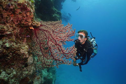 Silversonic Outer Great Barrier Reef Dive And Snorkel Cruise From Port Douglas - Accommodation Newcastle 0