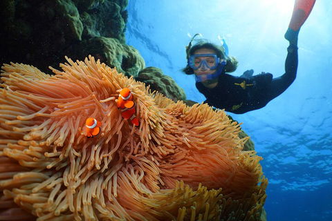 Silversonic Outer Great Barrier Reef Dive And Snorkel Cruise From Port Douglas - Accommodation Newcastle 3