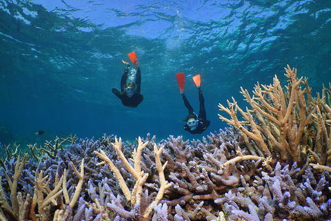 Silversonic Outer Great Barrier Reef Dive And Snorkel Cruise From Port Douglas - Accommodation Newcastle 4