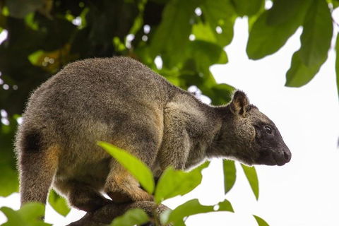 Cairns & Port Douglas All-Inclusive 7 Days Touring Package - Accommodation Newcastle 3