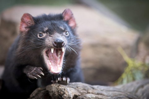 Port Arthur And Tassie Devils Active Day Tour From Hobart - Accommodation Newcastle 3