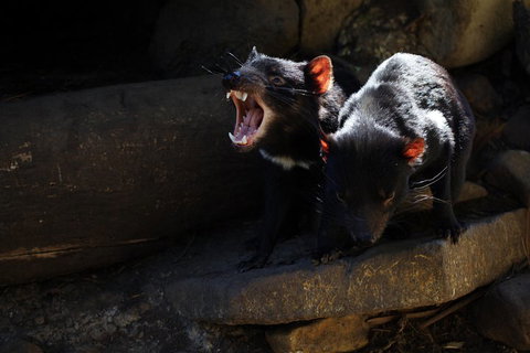 Port Arthur And Tassie Devils Active Day Tour From Hobart - Accommodation Newcastle 4