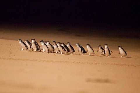 The Ultimate Melbourne Attractions Pass - Accommodation Newcastle 5